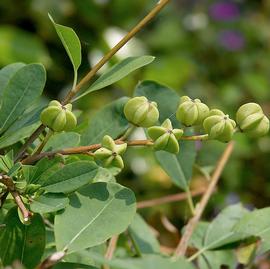   Fruit:   Exochorda  x  macrantha , wikimedia commons; Photo by W. Hagens, wikimedia commons
